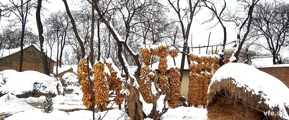 瑞雪兆豐年 瑞雪兆豐年