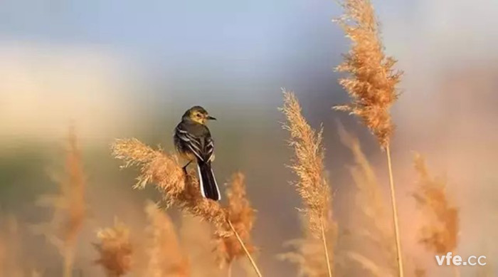 白露 白露